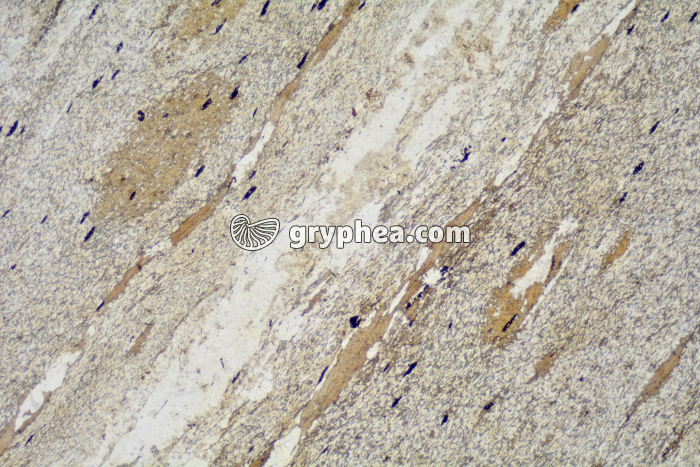 Micaschiste à biotite LPNA x6,5 - gryphea.com